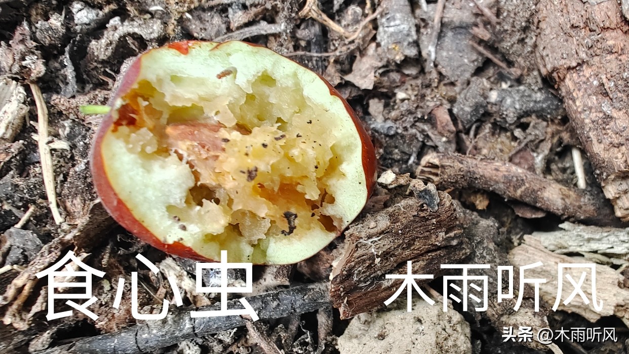 枣树什么时候打药好,枣树何时打药枣不生虫