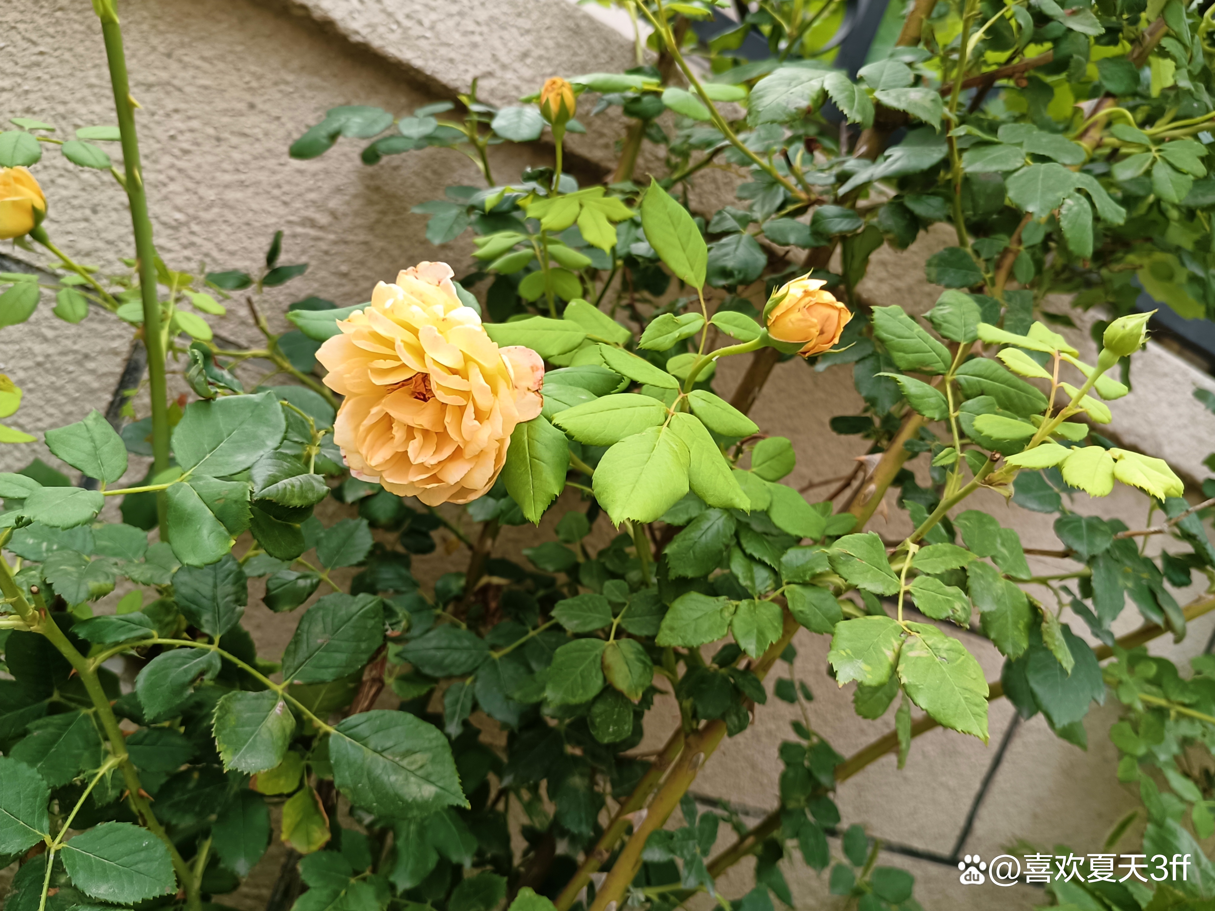 六月的鲜花绚丽多彩,七月的鲜花格外的娇艳