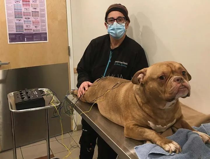 给狗做针灸的视频,带狗去针灸