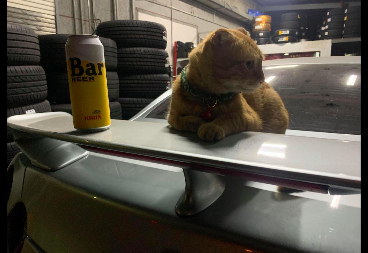 家猫被车撞死人跑了可以报警吗,猫被撞救回来还是死了