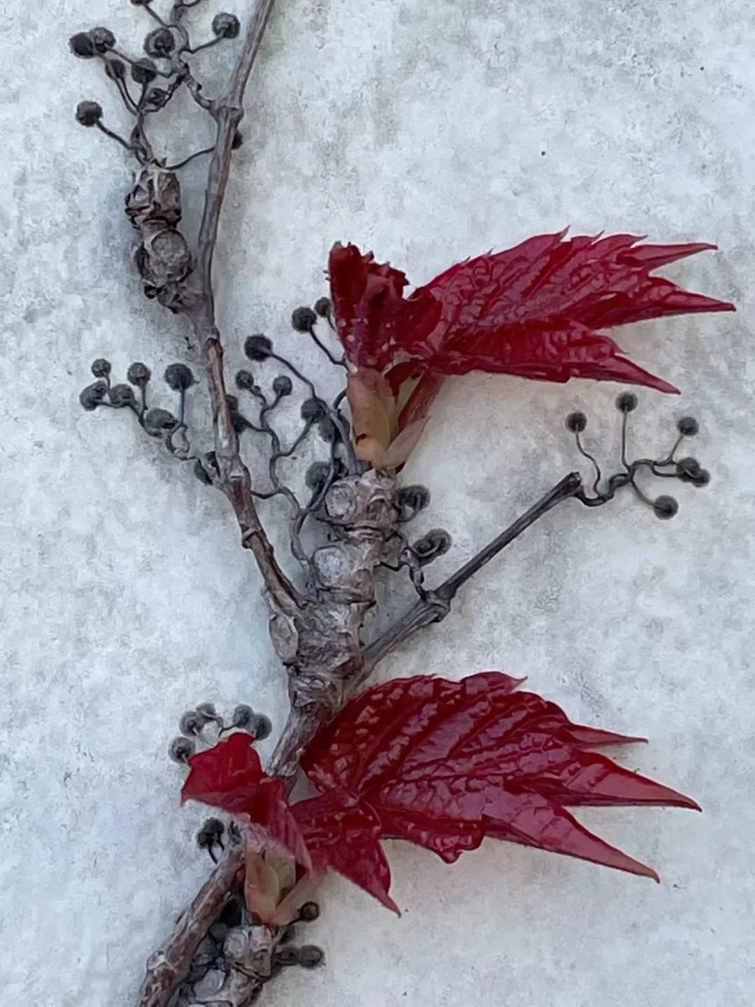 上海人的缺点和优点,北京人上海人优缺点