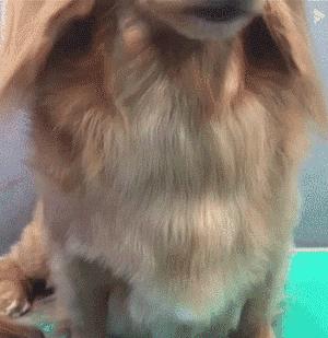 养狗省钱攻略：动手帮狗狗洗澡详细教程