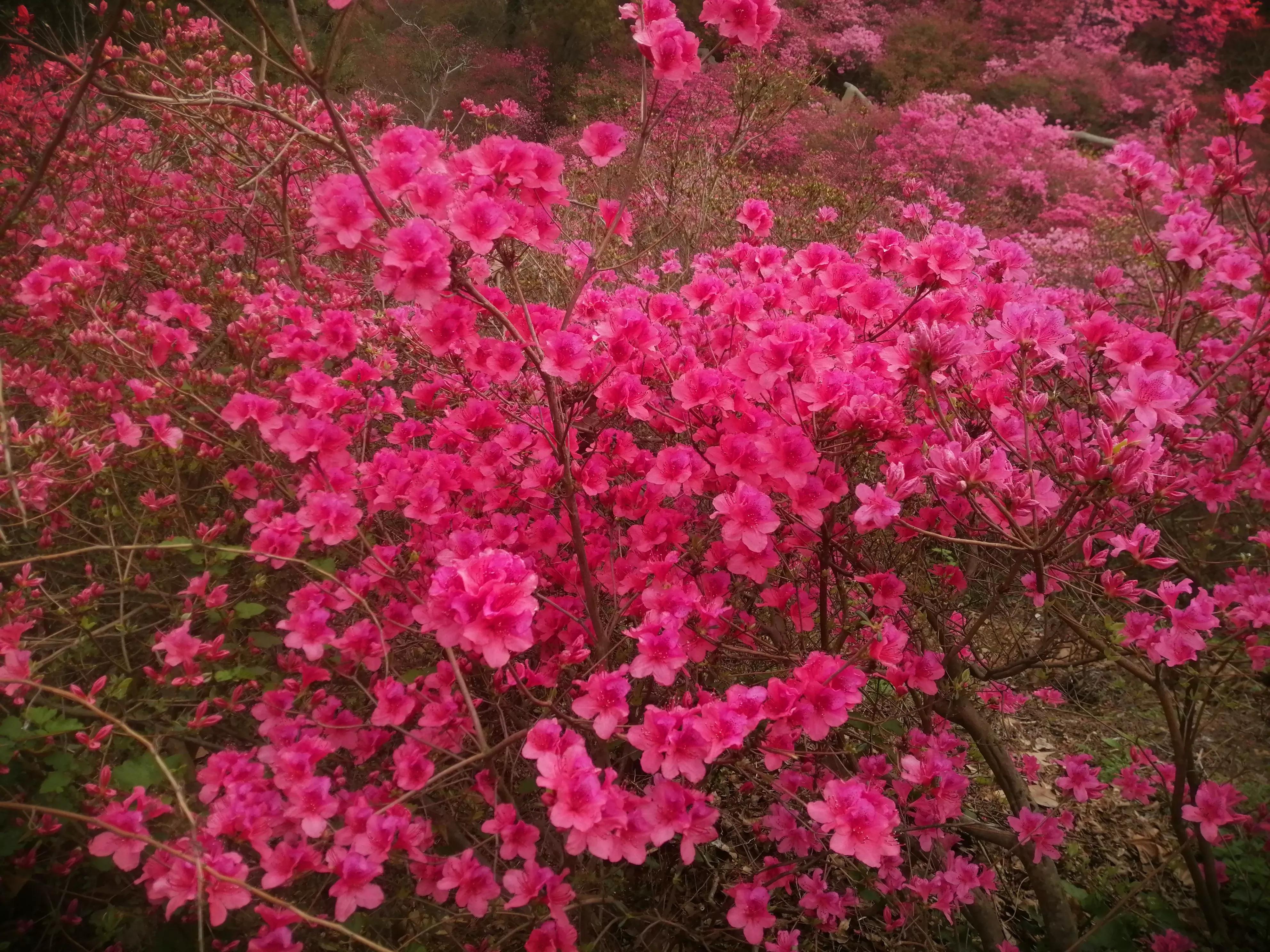 最美映山红完整版,最美映山红图片