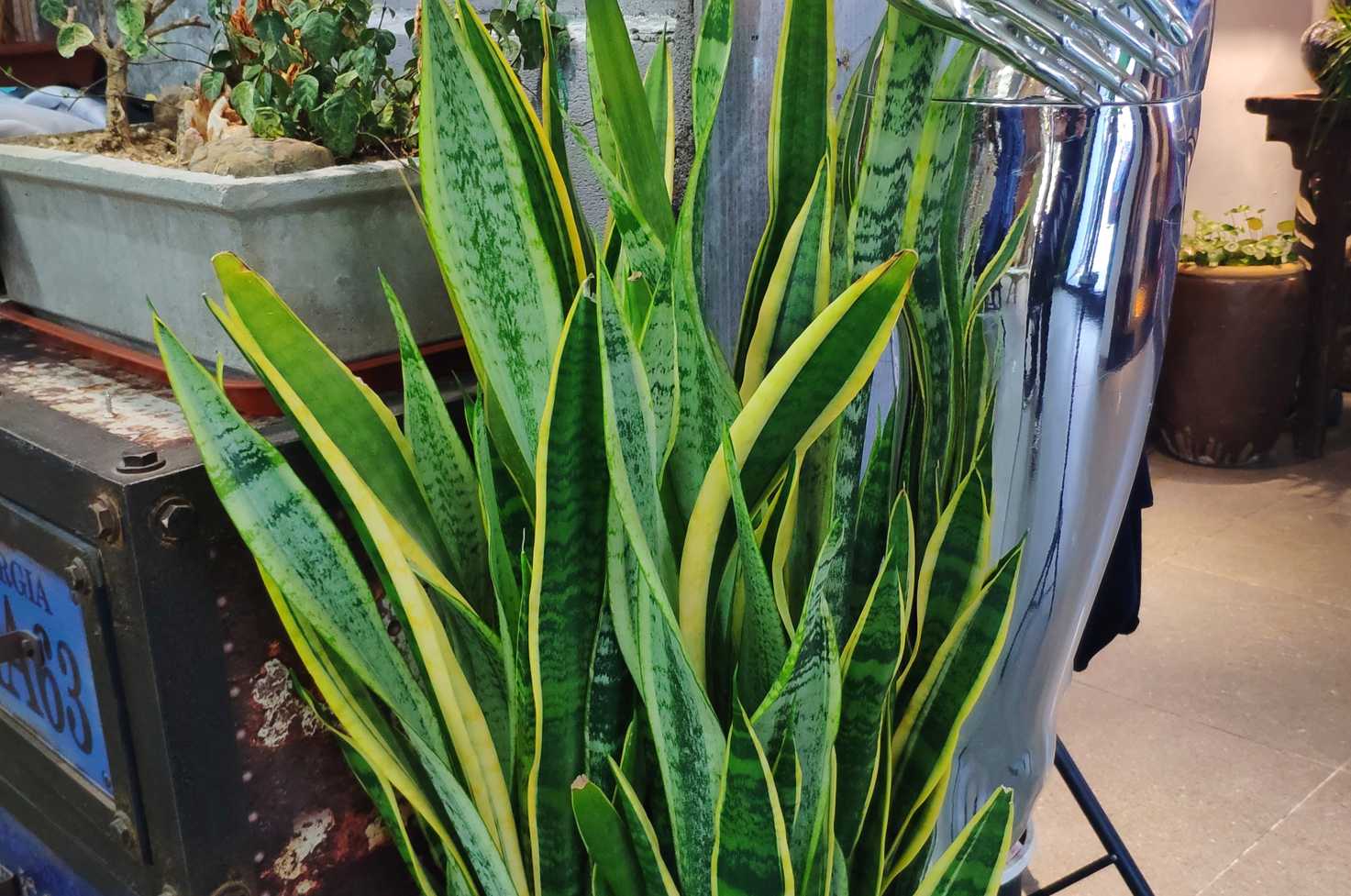 5种花是懒人养花首选,人养花花养人适合室内养的6种花