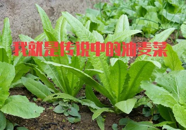 最新网络用语绝绝子内卷躺平佛系双击666等等都是什么意思？