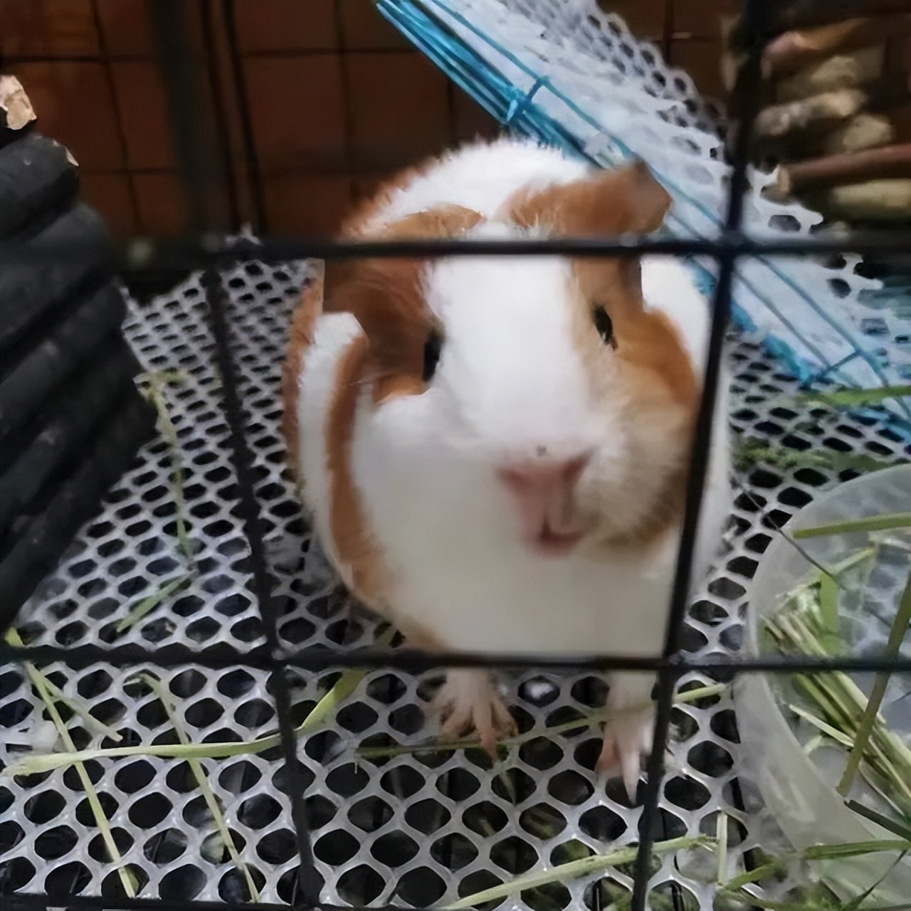 荷兰猪瘸了一只腿,荷兰猪腿瘸了会自愈吗