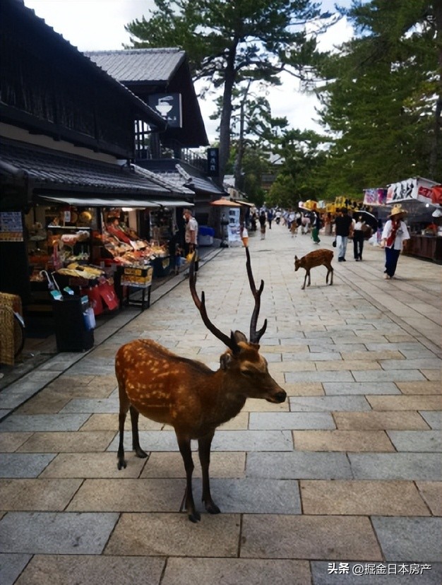 中国人一家三口定居日本幸福生活,上海人在日本定居