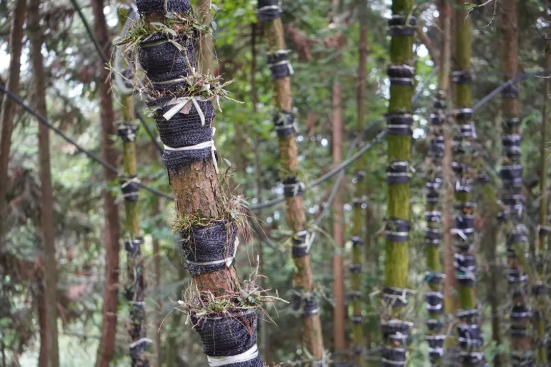 千万不要买的酒,千万别买的几种奢侈品石斛