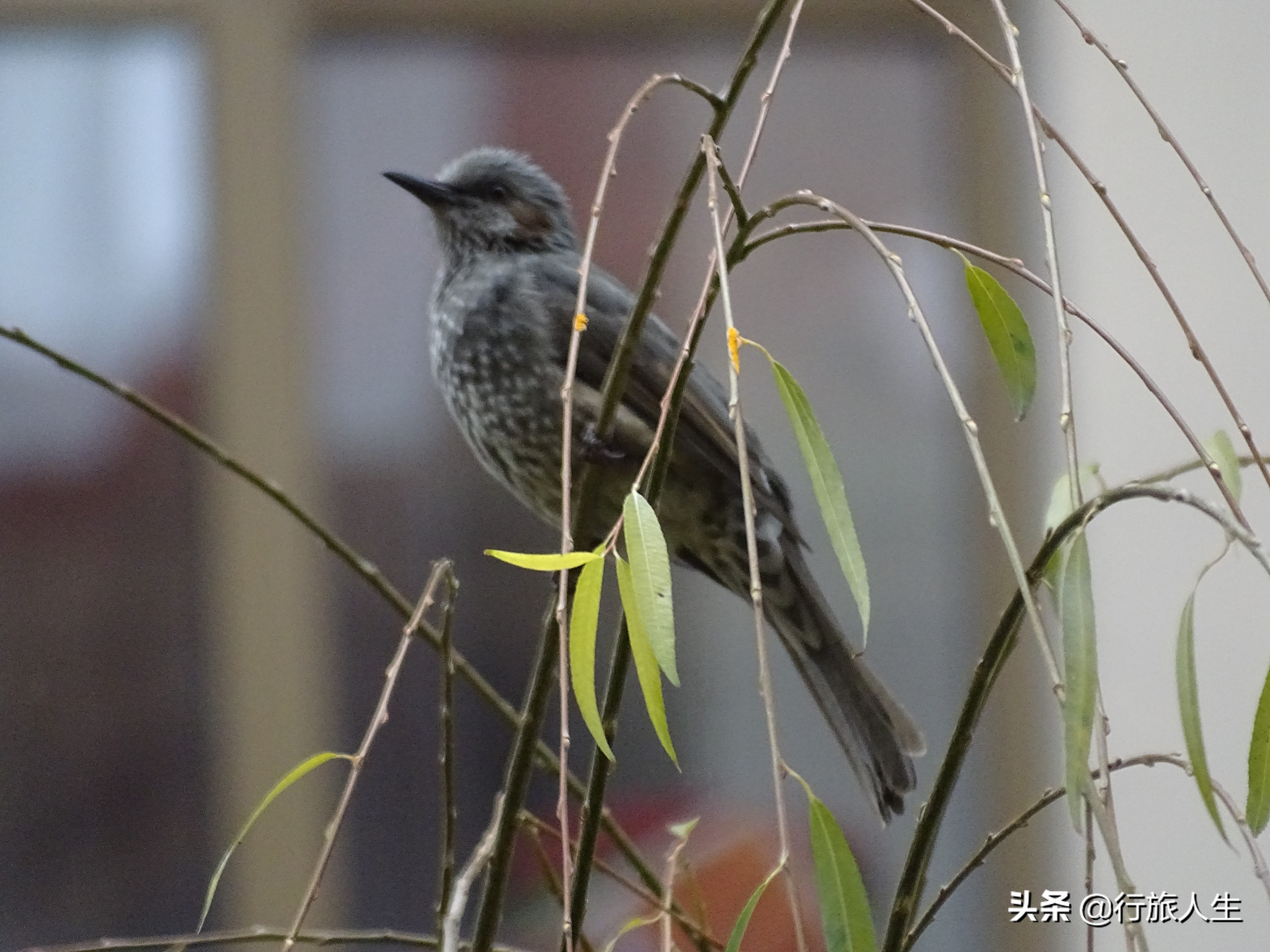 冬日的鸟儿文案,冬日鸟儿在树上图片