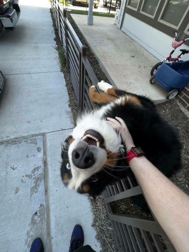 十种非常反骨的狗,狗狗反骨是什么原因