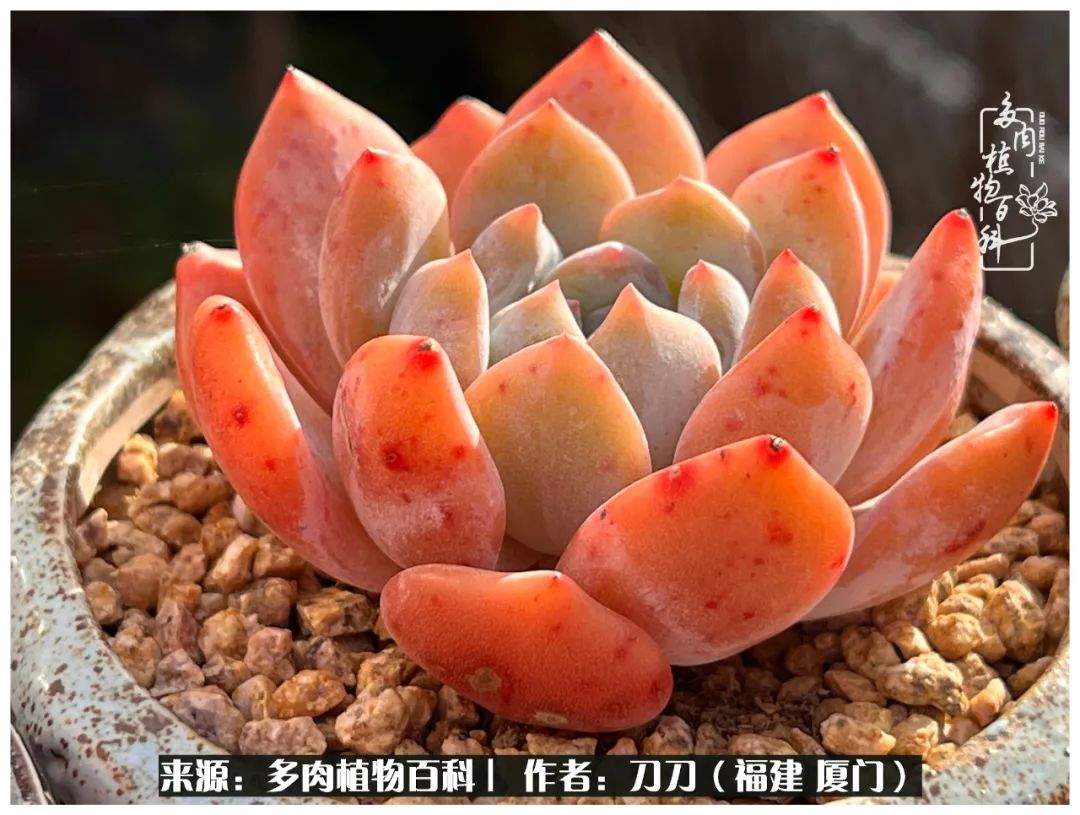 多肉夏季不好养品种有哪些,高花盆为什么养不好多肉