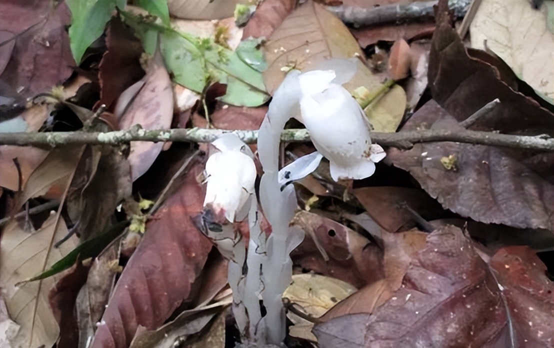 多地惊现冥界之花,大量出现冥界之花的预兆