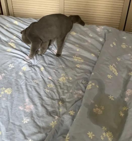 为什么猫咪上床前会舔毛,猫咪为什么上床声音那么大