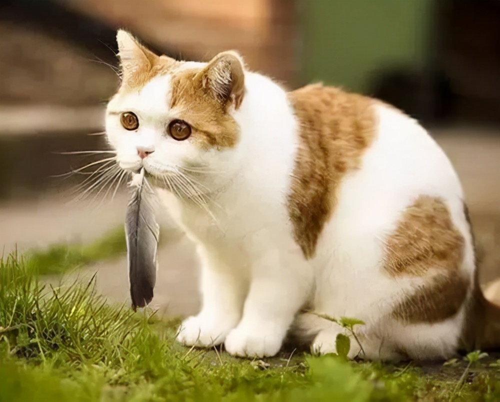 快递公司丢失快递索赔法律依据,快递丢失快递公司不给解决怎么办