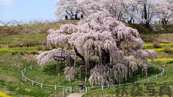 【说说日本的三大樱、五大樱以及观赏期推荐、交通路线介绍】