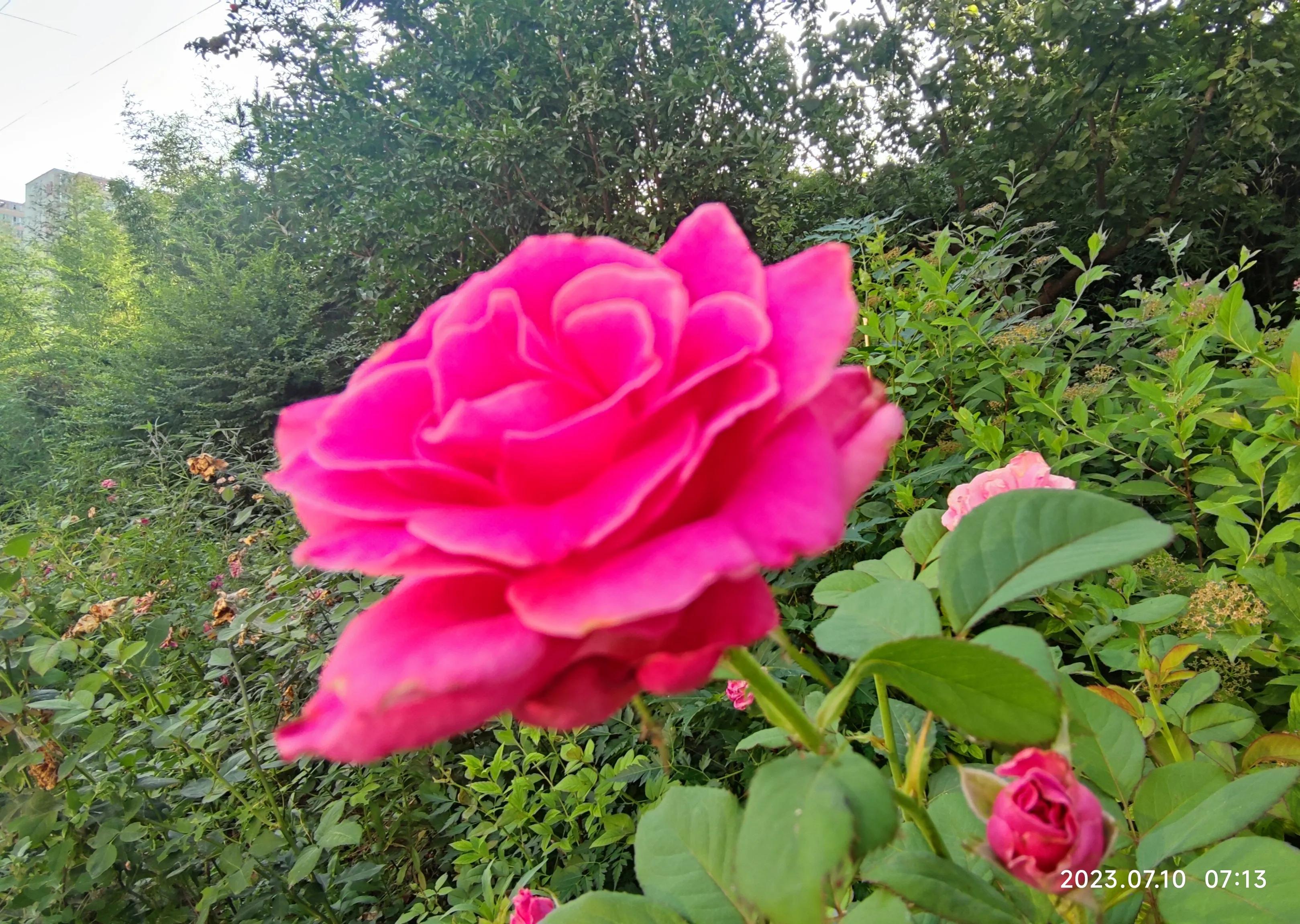 手机拍花如何拍出光斑,如何利用苹果手机拍花