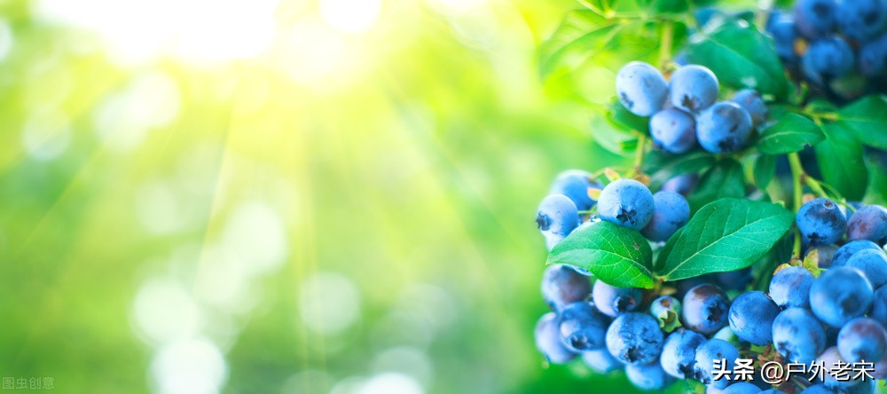 溶菌酶替代饲用抗生素,植物天然抗菌提取物