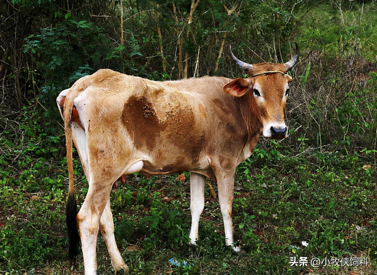 僵牛形成的原因,僵牛是怎么造成的