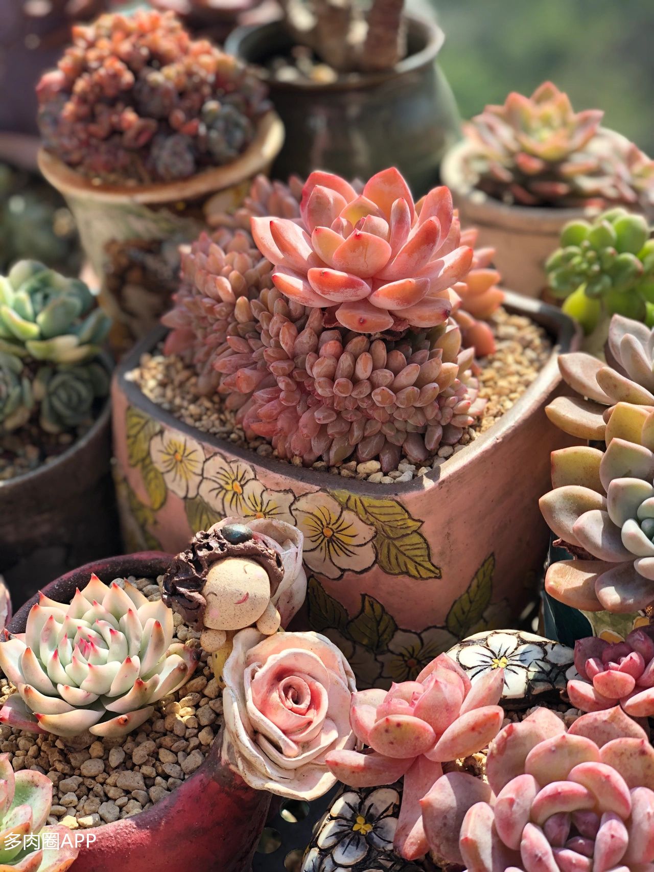 多肉杀虫杀菌的正确方法,多肉杀虫最佳方法不用药