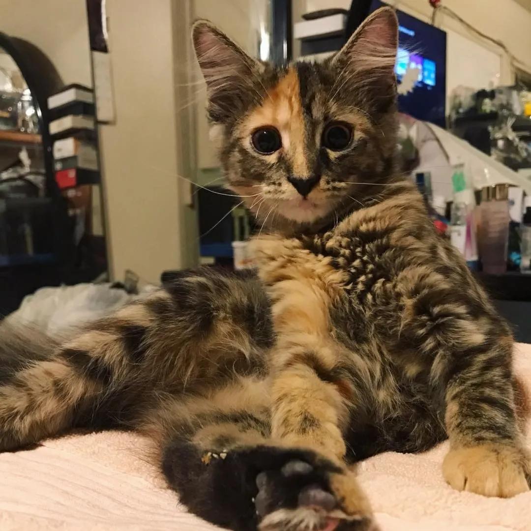 玳瑁阴阳脸猫,阴阳脸玳瑁小猫