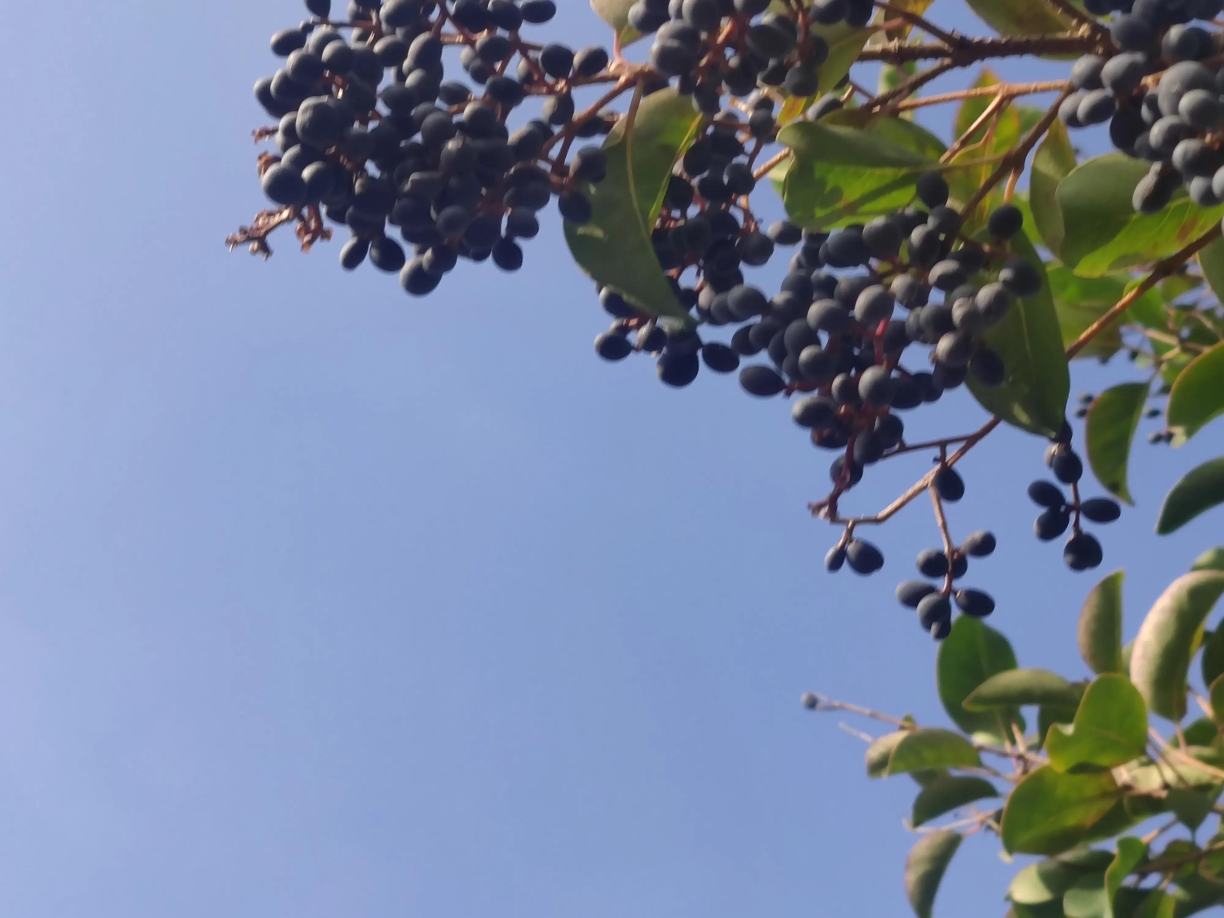 明月当空洒银玉解释,明月当空照下一句是啥