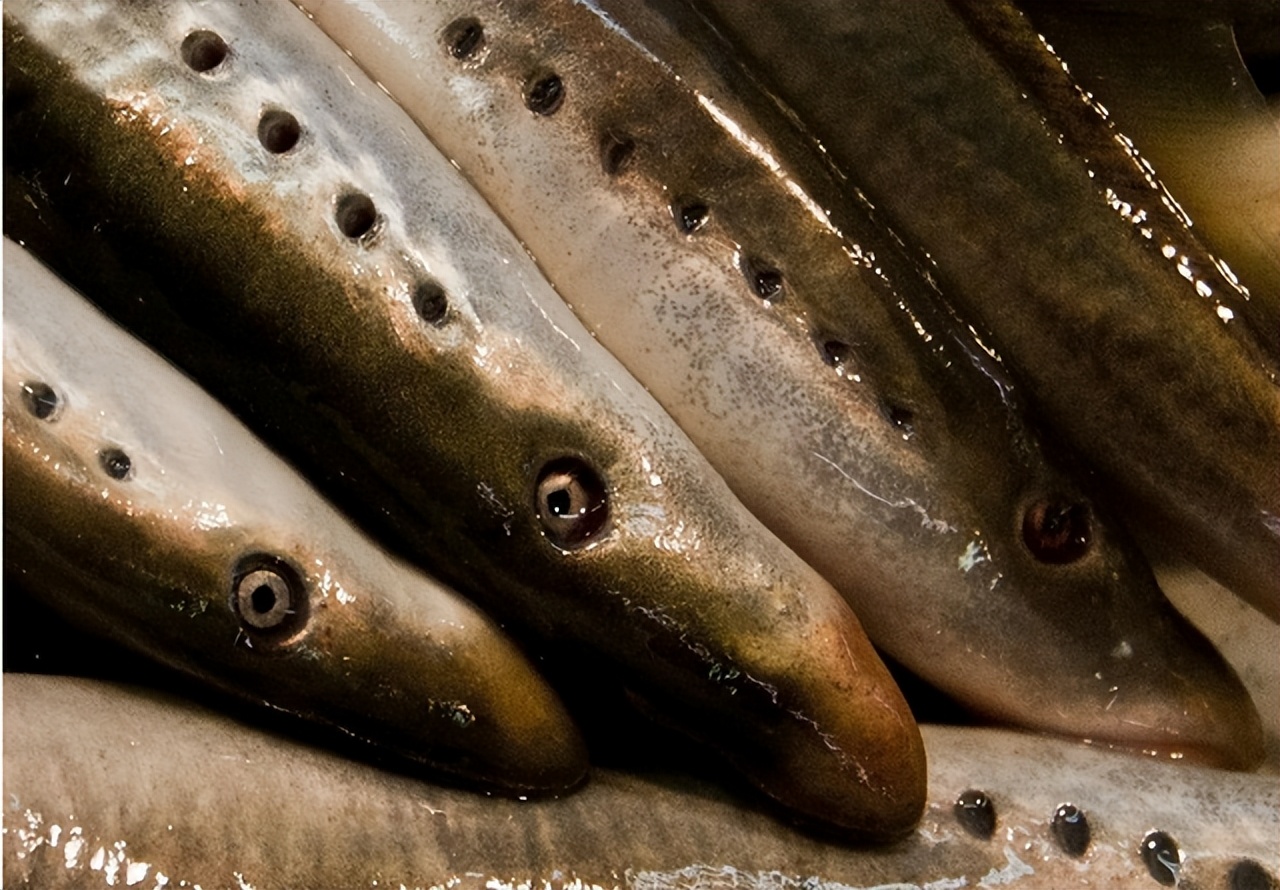 世界上有没有恐怖七鳃鳗,蛇形的鱼有哪些