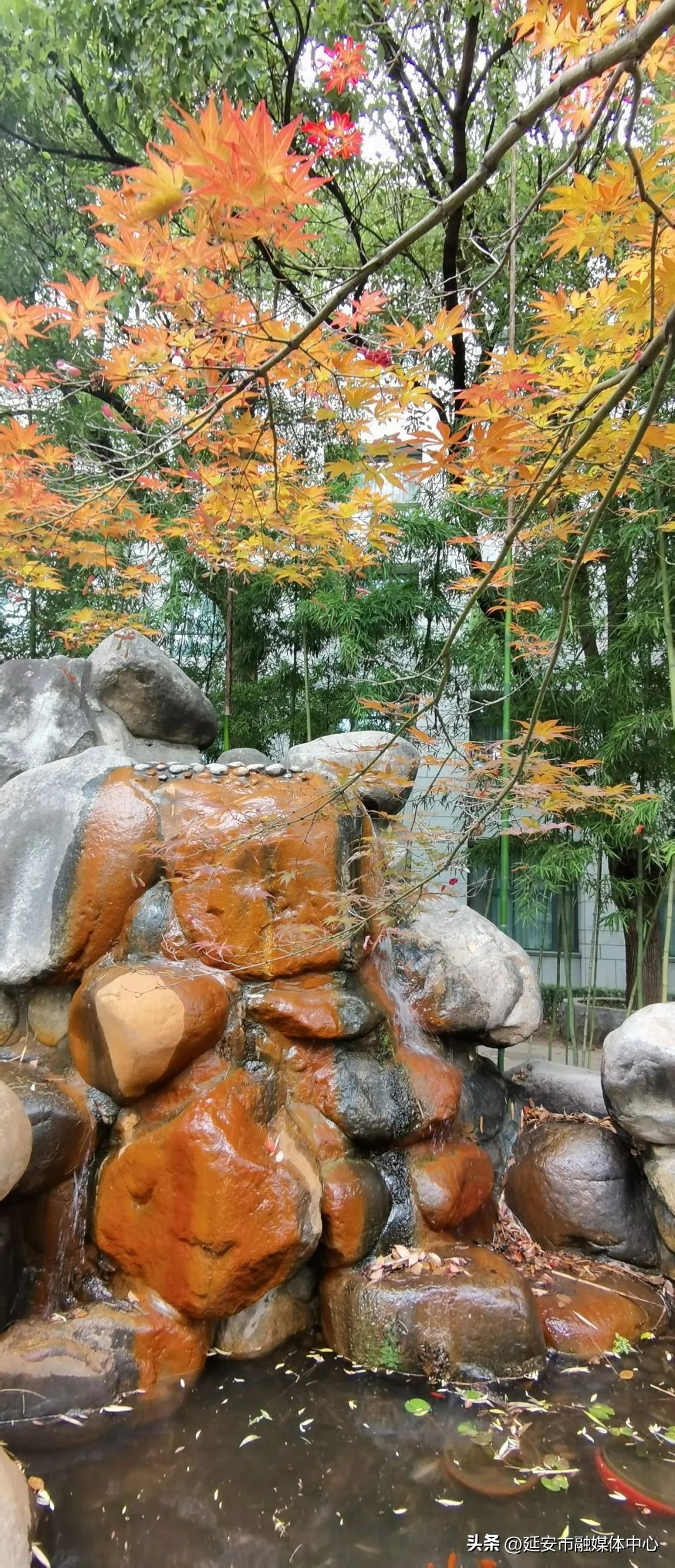 陕西宾馆迎来最佳观花赏景季节,陕西宾馆内景色