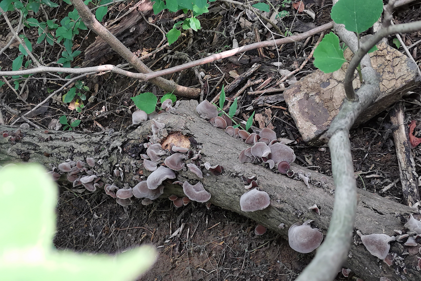 背包小鹰osprey,小鹰魔爪26背包功能详解