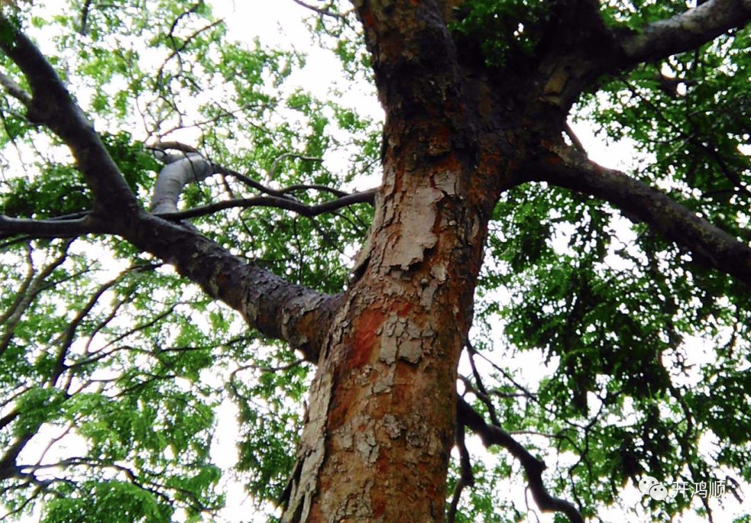 中华鸡翅木家具,中华豪门