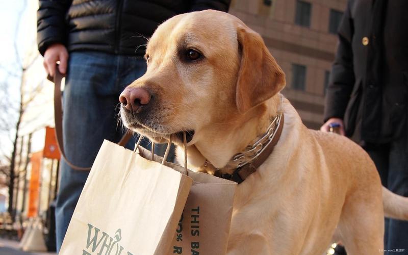 狗界寿命短的9种狗,狗狗的寿命最多能活多久