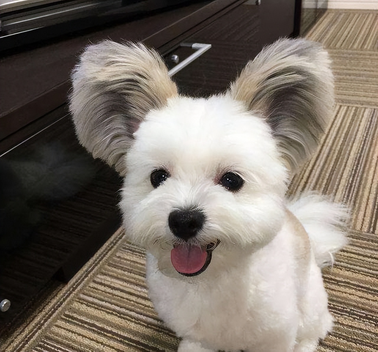 你家的狗有多聪明,如何判断自家狗是什么狗