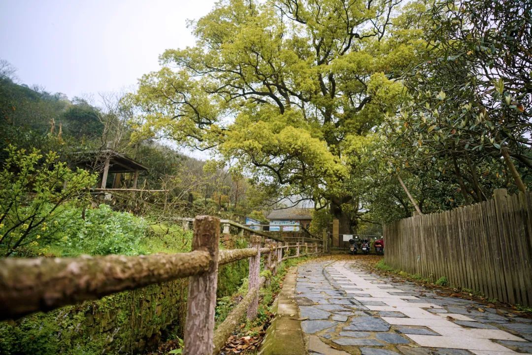 太湖西山岛冬季旅游攻略,苏州太湖西山岛有什么玩的