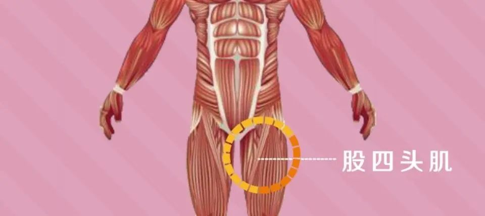 大腿肌肉看短跑天赋,大腿肌肉有多强