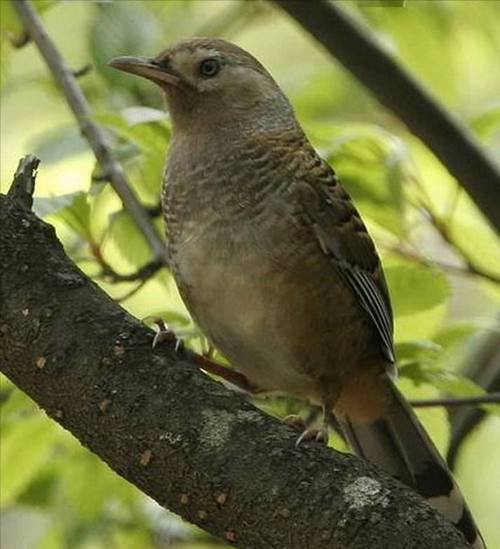 50张最佳鸟类摄影作品,鸟儿大全大图