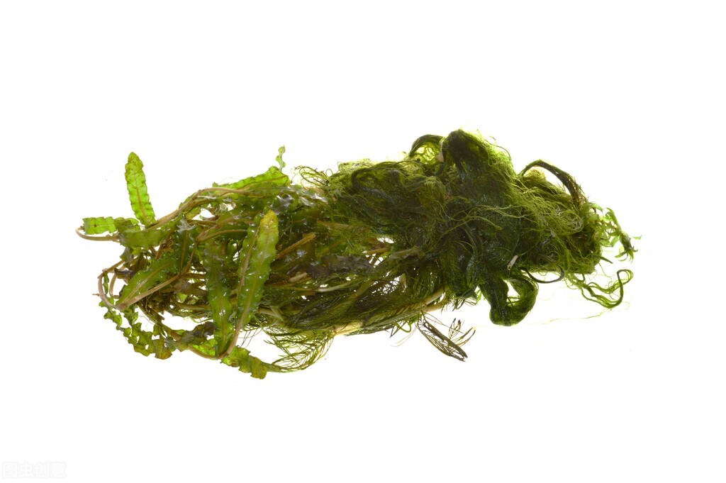 海藻有化痰的功效吗,海藻能散瘿破气