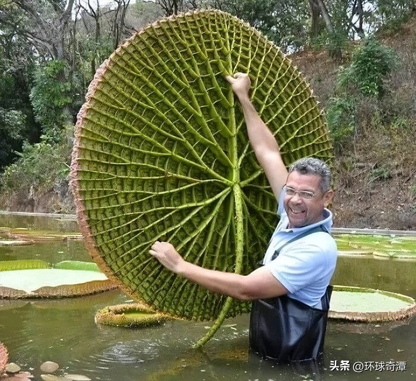 自然界中的庞然大物,自然界奇形怪状的东西
