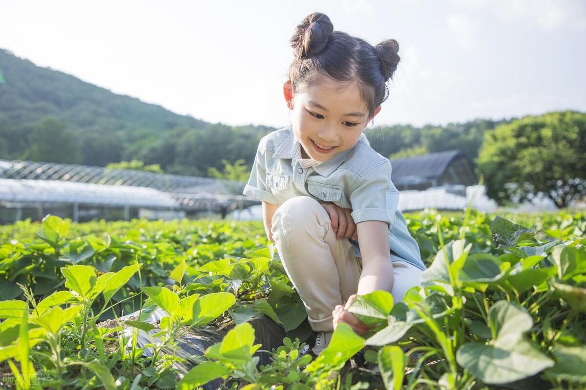 草木灰在菜园里的10大妙用,草木灰在农业上有哪些作用