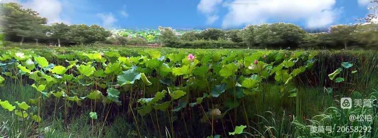 诗图战友情（九十五）荷花别样红
