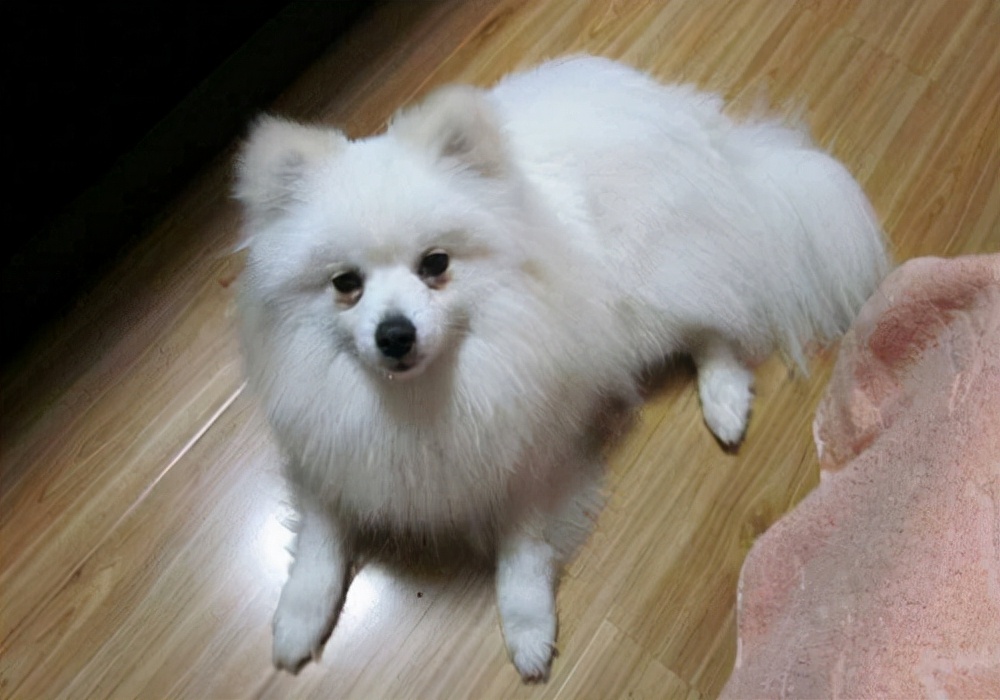 养狗小常识狗狗吐血了怎么办,小狗狗尿的白沫怎么回事