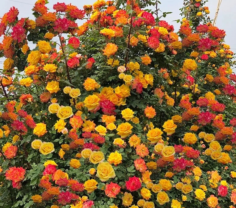 光照不足也能猛开花的藤本月季,抗病好养勤花的藤本月季品种