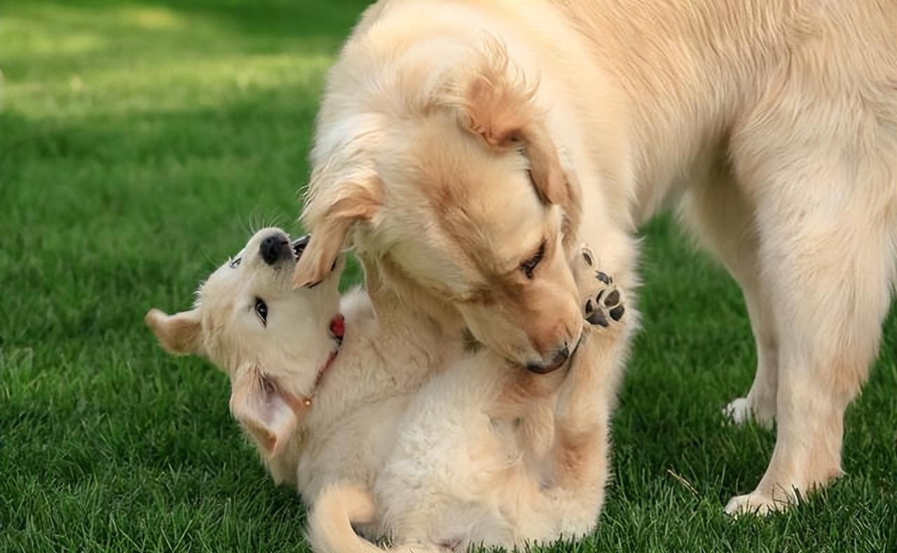 狗狗突然疯狂舔地板呕吐怎么回事,狗狗最近老是到处舔是什么原因