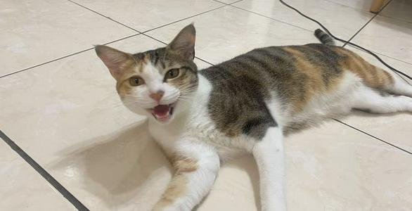 猫咪误食异物呕吐出来就没事了吧,猫咪把喂食软管吃进肚子里了