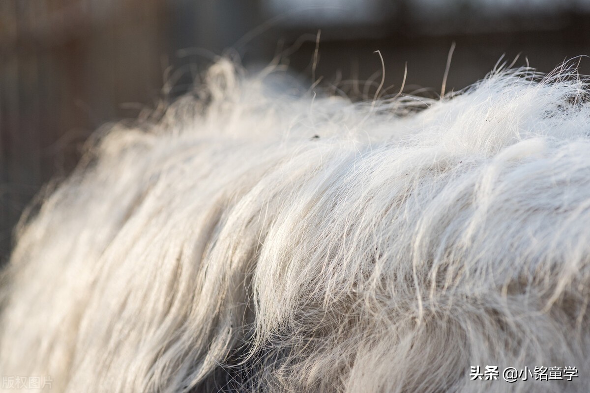 棉麻丝毛哪个面料最娇嫩,棉麻面料的洗护