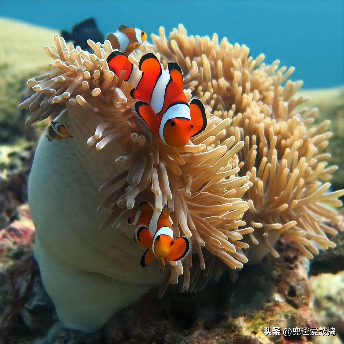 登岛旅游,仙本那和敦沙卡兰哪个好