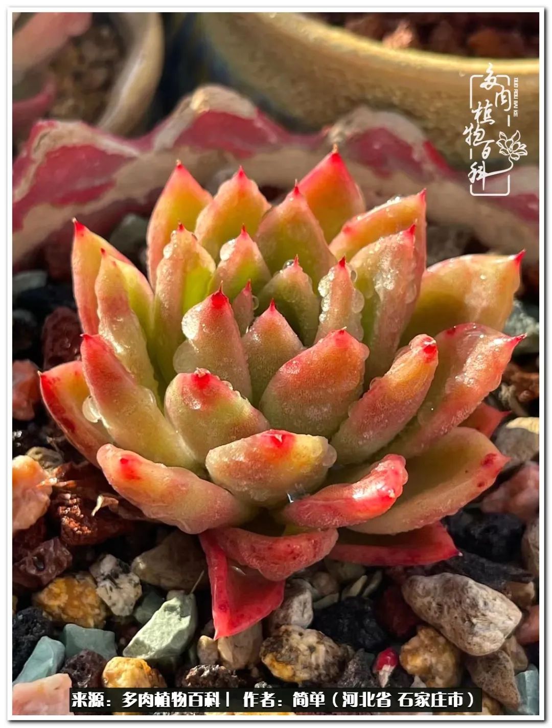 自从养了多肉以后视频,养多肉治愈生活中的疲惫和琐碎