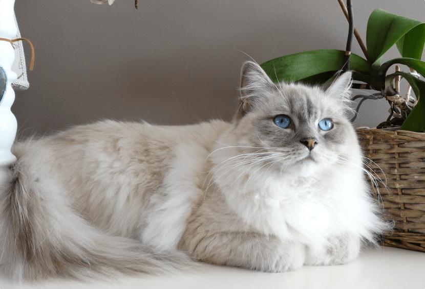 伟嘉猫罐头是毒罐头吗,什么牌子的猫罐头比较好