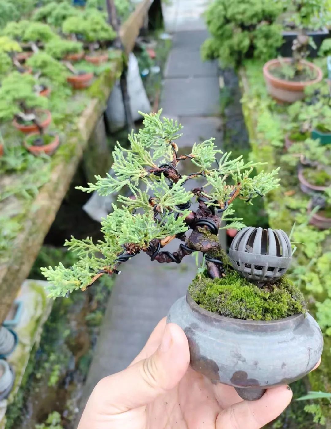 盆景一二三级枝修剪,盆景修剪的九大技法