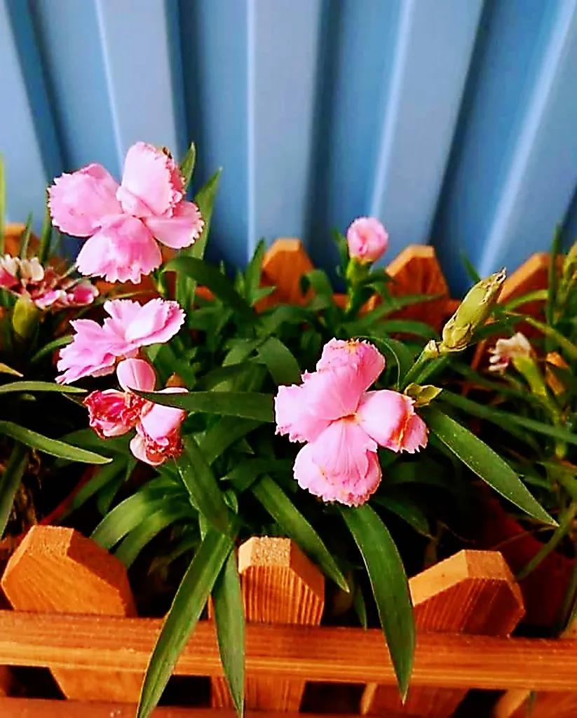 欣赏五颜六色的鲜花,五颜六色的鲜花太漂亮