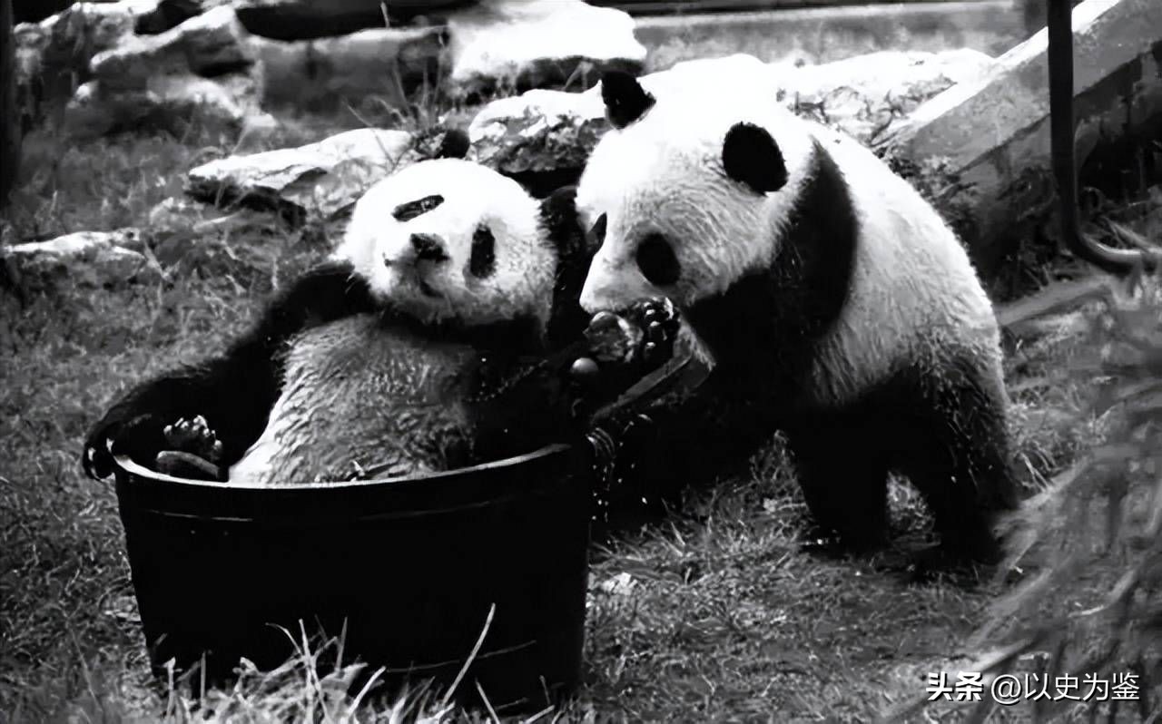 被偷的12只大熊猫,1939年被偷到英国的大熊猫
