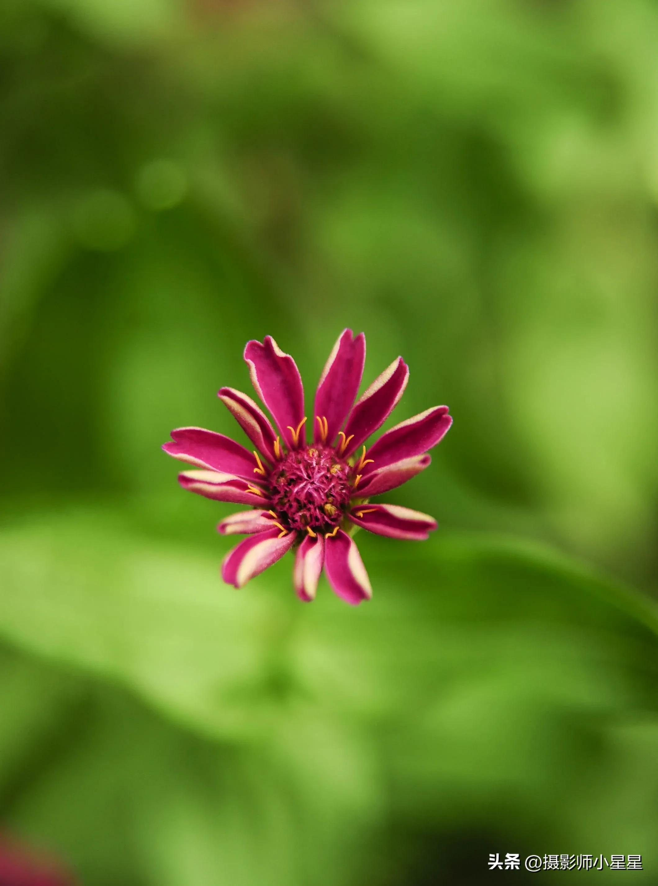 夏天绿色之美,夏天的绿色之美